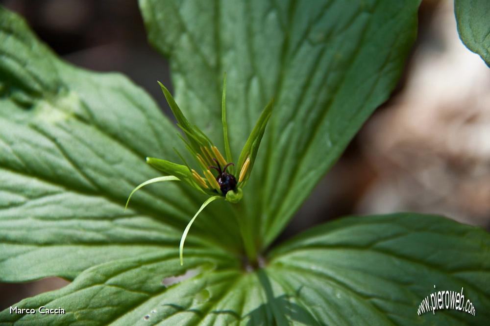 33_Paris quadrifolia (uva di volpe).jpg